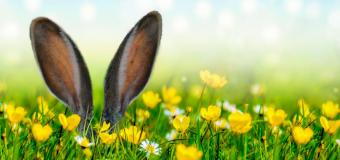 In 4 simple steps to the perfect lawn edge