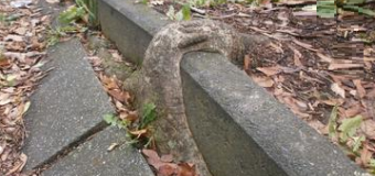 Avoid root damage by using root barriers